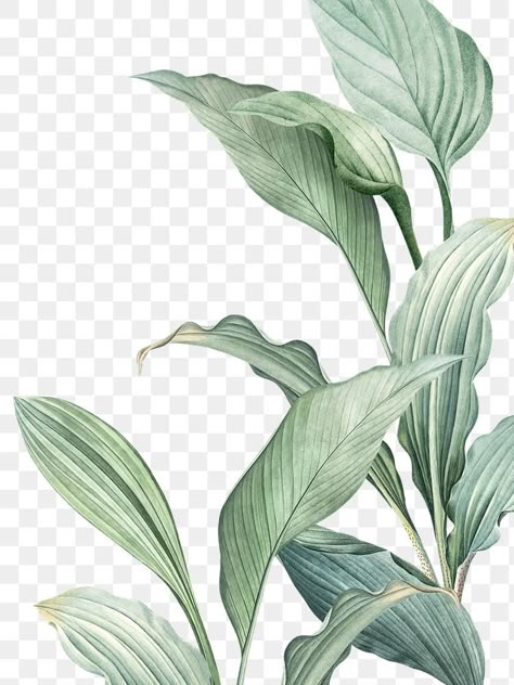 Tropical Leaves Illustration, Botanical Frame, Plant Png, Png Border, Leaves Png, Tropical Background, Leaves Illustration, Tropical Leaves Pattern, Tropical Botanical