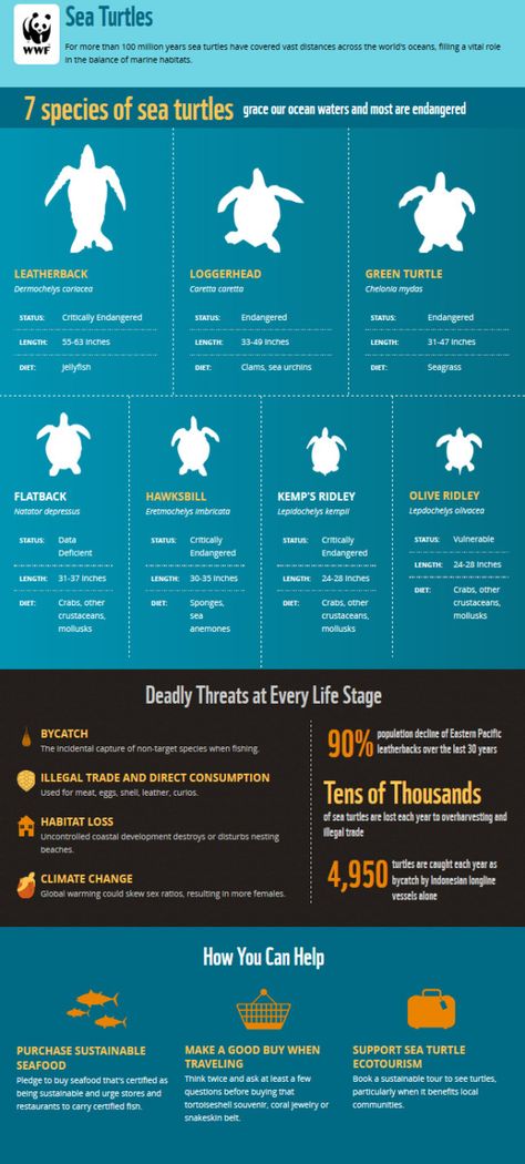 WWF Sea Turtle Infographic - Happy World Sea Turtle Day Nonprofit Infographics, Interesting Infographics, Turtle Stuff, World Turtle Day, Turtle Day, Space Wolf, Turtle Conservation, Wolf Animal, Eco Life