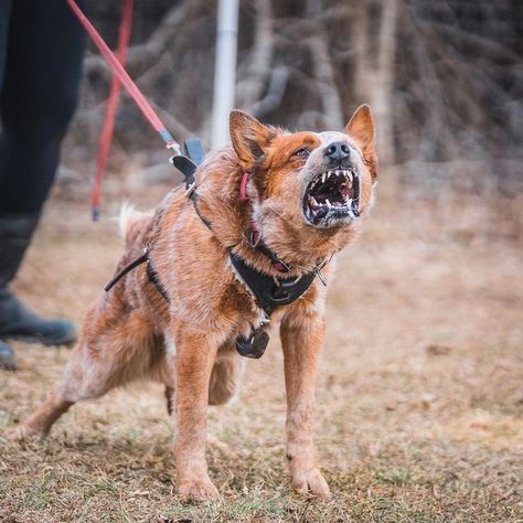 Cute Dog Pics, Australian Cattle Dog Puppy, Cute Dp, Aussie Cattle Dog, Herding Dogs Breeds, Austrailian Cattle Dog, Dog Pen, Aussie Dogs, Australian Cattle Dogs