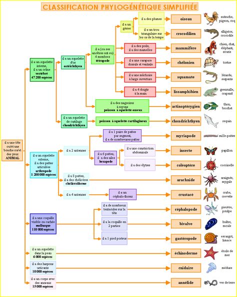 Je sais que je n'en donne guère l'impression en ce moment, mais je porte toujours la pédagogie Montessori aux nues. Son excellence et so... Montessori Science, Big Data Technologies, Animal Classification, Fun Facts About Animals, Biology Notes, Cycle 3, French Language, Zoology, Science For Kids