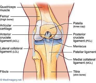 This is such a great diagram of the patella.  My left knee will finally be fixed on Tuesday.  So happy:3 Anatomy Of The Knee, Acl Rehab, Parts Of The Knee, Human Knee, Partial Knee Replacement, Cruciate Ligament, Regenerative Medicine, Knee Replacement, Knee Injury