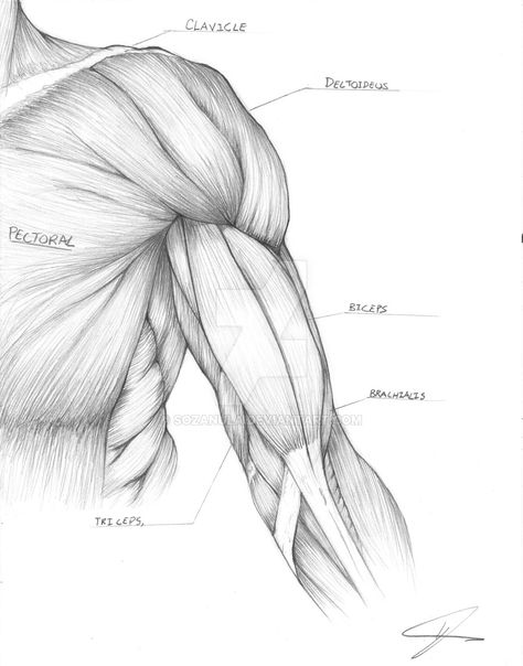 Bicep Drawing Reference, Muscles Study Drawing, Elbow Anatomy Drawing, Bicep Drawing, Deltoid Muscle Drawing, Muscles Sketch Anatomy, Muscle Studies Drawing, Abdominal Muscles Anatomy Drawing, Arm Study