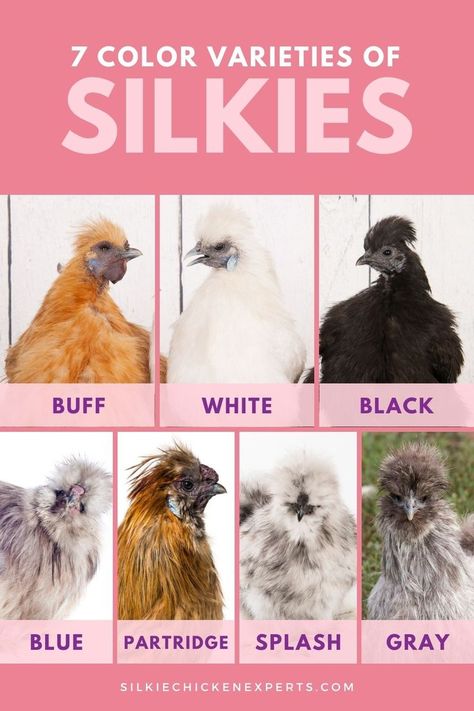 7 Color Varieties of the Silkie Chicken Breed Black Silkie Chicken, Chicken Colors, Silkie Chickens Colors, Incubating Chicken Eggs, Bantam Chicken Breeds, Grooming Hacks, Chicken Coloring, Bantam Chickens, Chicken Pictures