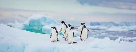 March Of The Penguins, Antarctica Travel, Penguin Species, Longyearbyen, Adelie Penguin, Takayama, Arctic Animals, Bird Wallpaper, Wanderlust Travel