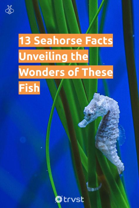 Aesthetic Seahorse, Seahorse Aesthetic, Seahorse Photography, Drawing Seahorse, Seahorse Facts, Male Seahorse, Mammals Animals, Seahorse Drawing, Tattoo Fish