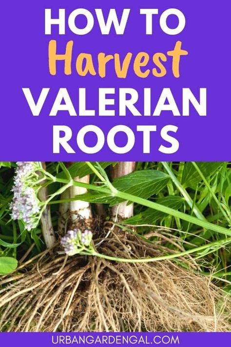 Herb Garden Tips, Valerian Root, Health Heal, Affirmations For Kids, Herbal Magic, Veg Garden, Home Grown, Valerian, Tea Garden