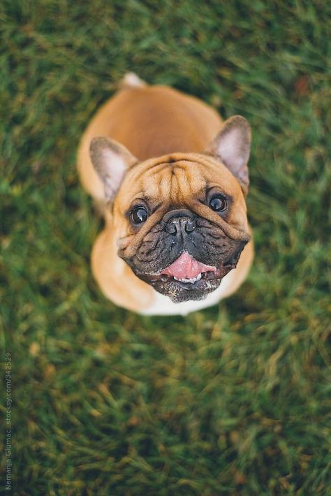 Share this cuteness with your friends❕🤍 Do you like this board ? So follow our 👉 French Bulldog Shop and Comment , Share for more new photos and videos.🐾🥀#frenchieshoot #photo #shoot #photoshoot #frenchiephoto #fyp #cutefrenchie #frenchbulldog #flyingbulldogart #painting #wallart #flyingbulldog #frenchie #midjourney #art #digitalart #NFT #bully #animallover #doglover #UniqueArtwork #stylish #dynamicart #bulldog #lion #cat #wolf #dogs #pin #pinterest. 👑🐾✌️ Bulldog Photography, Fawn Frenchie, Teacup French Bulldogs, Wolf Dogs, French Pictures, French Bulldog Clothes, Lion Cat, Bulldog French, Frenchie Bulldog