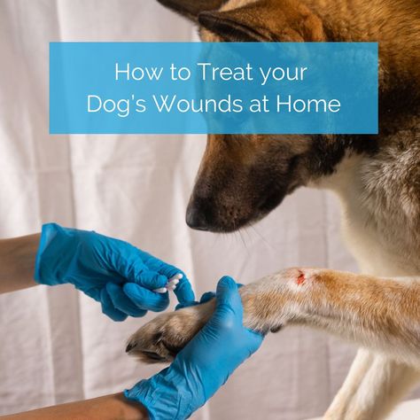 How To Treat Your Dog's Wounds At Home Wound Care For Dogs, Dog Wound Care, Natural Wound Care, Pet First Aid, Human Medicine Safe For Dogs, First Aid For Dogs, Excited Puppy, Medicines Dogs Can Take, Dog Medicine