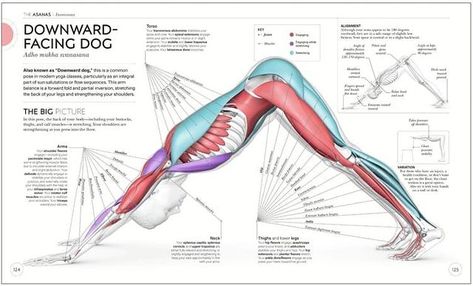 Ayurdala on Instagram: “Downward facing Dog posture. #yogachallenges #yogadamneveryday #organicyogamat #yogawear #yogalifestyles #bestyogamat” Yoga Science, Kripalu Yoga, Joints Anatomy, Training Design, Yoga Anatomy, Yoga Books, Integrative Health, Yoga Therapy, Kundalini Yoga