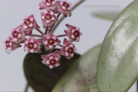 Hoya Silver Dollar, Hoya Varieties, Hoya Plant, Landscaping Plants, Silver Dollar, Garden Landscaping, Landscaping, Plants, Silver