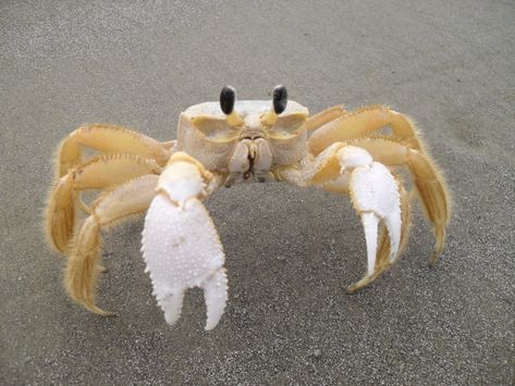 Ocypode quadrata - the ghost crab. @StrangeAnimals pic.twitter.com/dMpOIJ10Ed Ghost Crab, Hawk Pictures, Crab Art, Crab And Lobster, Kitty Hawk, Crustaceans, Animal Companions, Ocean Creatures, Marine Animals