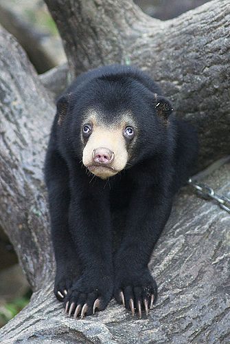 Sun Bear, Bears In Nature, Bear Zoo, Malayan Sun Bear, Black Bear Photos, Asiatic Black Bear, Black Bear Cub, Spirit Bear, Love Bear