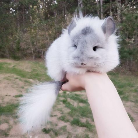 @lunarrmoons for more <3 Cute Rodents Pets, Chinchillas Cute, Chinchilla Colors, Aesthetic Chinchilla, Chinchilla Plush, Fluffy Chinchilla, Chinchilla Aesthetic, Rodent Pets, White Chinchilla