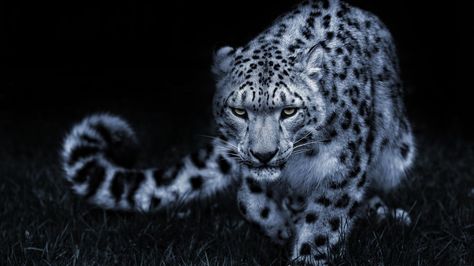 Amazing White Leopard - Best Wallpaper HD Snow Leopard Wallpaper, Leopard Pictures, Cheetah Wallpaper, Cave Animals, 2k Wallpaper, Amur Leopard, Animal Instinct, Pinturas Disney, Leopard Animal