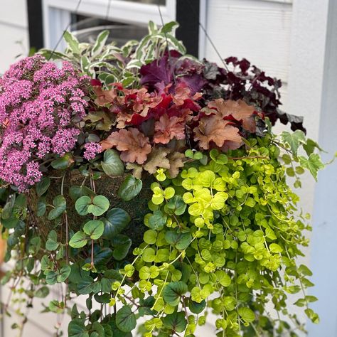 JUST IN! Fall perennials hanging baskets! Gorgeous colours and autumn vibes in these easy-to-hang baskets that will immediately perk up the front door, patio, or balcony! These babies go out the door fast, so come in and grab yours 💚🍂 #surreybc #surreybusiness Autumn Hanging Baskets Uk, Autumn Hanging Baskets, Fall Hanging Baskets, Front Door Patio, Fall Perennials, Hanging Basket, Autumn Vibes, Hanging Baskets, Garden Center