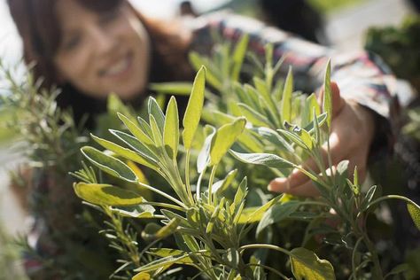 15 Small Farm Ideas - What To Do On 5 Acres Of Land (Or Less) Sage Plants, Growing Sage, Companion Planting Guide, Best Companion Plants, Types Of Sunflowers, Natural Insecticide, The Tiny Seed, Biennial Plants, Sage Plant