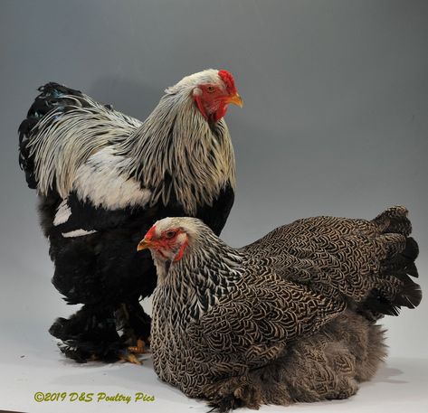 Dark Brahma Chicken, Brahma Chicken Eggs, Brahma Rooster, Light Brahma, Brahma Chicken, Poultry Breeds, Raising Chicks, Chicken Coup, Fancy Chickens