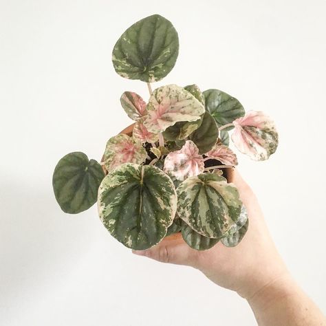 Pink Lady Peperomia, Pink Leaf Plant, Ripple Peperomia, Plant Accessories, Plants Succulents, Indoor Jungle, Pink Leaves, Indoor Gardening, Pink Lady