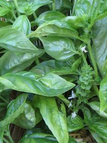 Sky Minded & Ever Growing: How to Preserve Basil in Olive Oil Basil In Olive Oil, How To Preserve Basil, Preserving Basil, Vacuum Sealing Food, Preserving Herbs, Canning Food Preservation, Summer Veggies, Num Num, Spices And Herbs