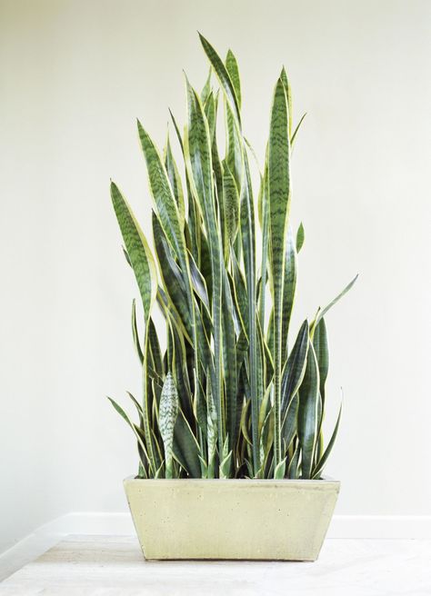 Low Light Houseplants - Plants That Don't Require Much Light Best Plants For Bedroom, Easy Indoor Plants, Indoor Plants Low Light, Houseplants Low Light, Low Light Indoor Plants, Trendy Plants, Low Light Plants, Bathroom Plants, Plants Indoor