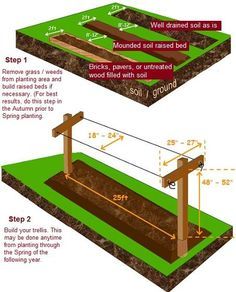 How To Grow Raspberries, Grow Raspberries, Raspberry Trellis, Root Plants, Grape Trellis, Raspberry Bush, Growing Raspberries, Raspberry Plants, Berry Garden