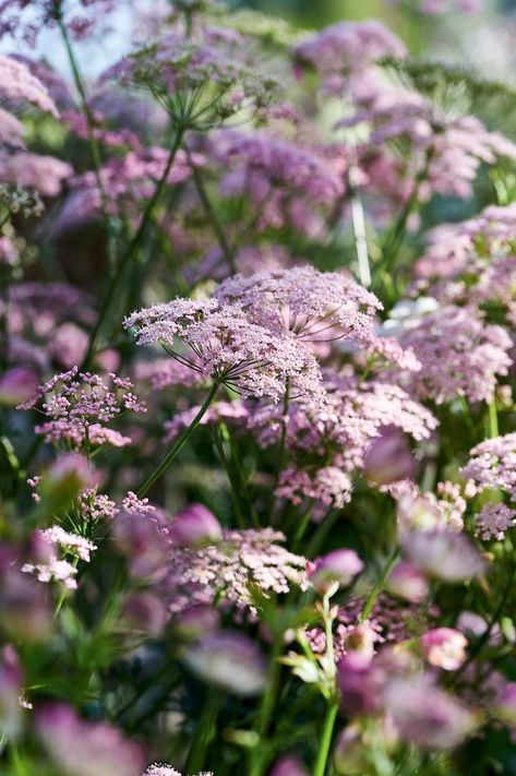 Combining Arts and Crafts style with New Perennial planting - Gardens Illustrated Arts And Crafts Garden, English Garden Plants, Gardens Illustrated, Blue Geranium, Cottage Garden Flowers, English Garden Style, English Garden Design, Carolina House, Fragrant Roses