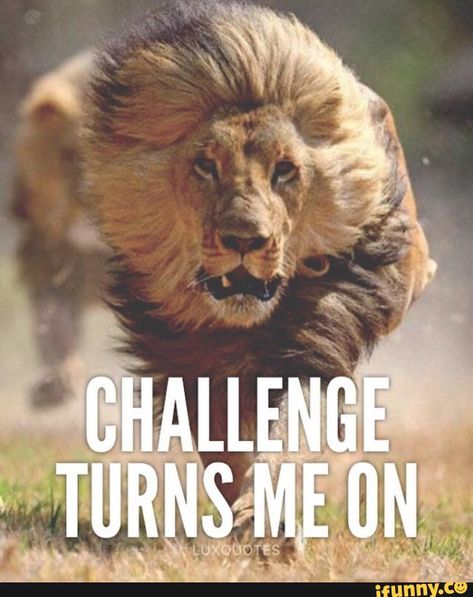 luxquotes, motivation, quote, inspirational, inspirationalquotes Lion Quotes, Warrior Quotes, Sports Quotes, Short Inspirational Quotes, Badass Quotes, Motivational Quotes For Success, Daily Inspiration Quotes, A Lion, Inspirational Quotes Motivation