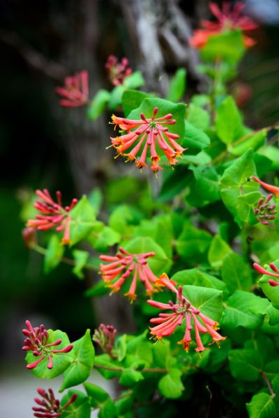 Coral Honeysuckle Info: How To Grow Coral Honeysuckle In The Garden Coral honeysuckle is a beautiful, fragrant, flowering vine native to the southern United States. It provides a great cover for trellises and fences that is the perfect alternative to its invasive, foreign cousins. Learn more coral honeysuckle info in this article. Coral Honeysuckle, Honeysuckle Plant, Southern United States, Honeysuckle Vine, Growing Vines, Honeysuckle Flower, Garden Vines, Hummingbird Garden, Bee Garden