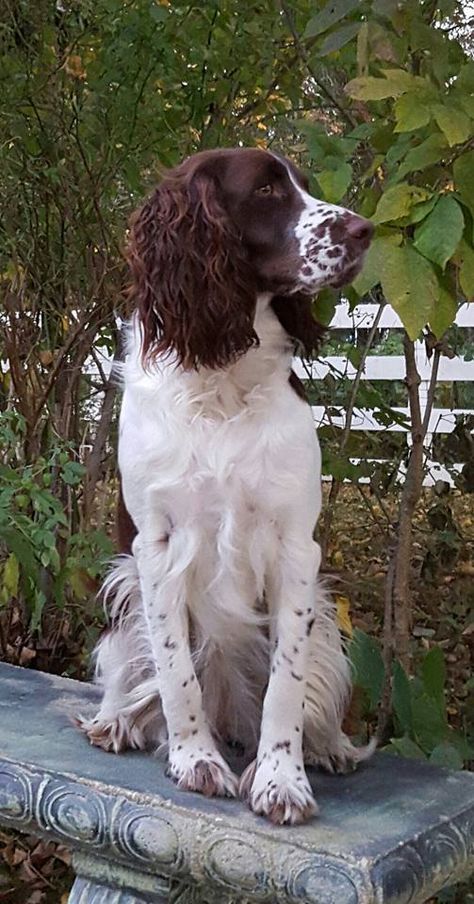 English Springer Spaniel. Looks quite like my sweet girl, Willow Husky Corgi, Puppies Black, Springer Spaniel Puppies, Welsh Springer Spaniel, Grooming Business, Spaniel Breeds, Corgi Puppies, Weiner Dogs, Springer Spaniels