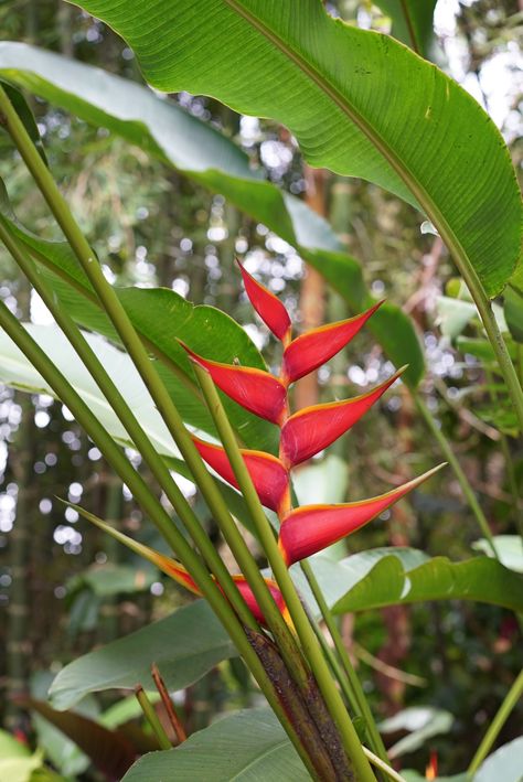 Cali, Colombia. flowers. Colombian flowers. botanicals Catalina Aesthetic, Colombia Flowers, Colombian Flowers, Colombian Wedding, Aries Symbol, Botanical Inspiration, Colombian Culture, Flash Ideas, Idea Tattoo