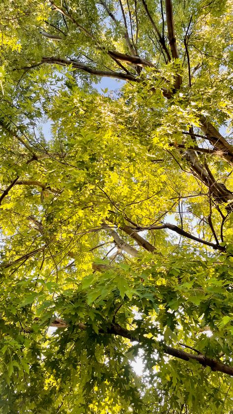 Trees summer afternoon peaceful Aesthetic Afternoon Pictures, Quiet Summer Aesthetic, Summer Afternoon Aesthetic, Afternoon Aesthetic, Sleepy Vibes, Afternoon Vibes, Quiet Summer, Mid Afternoon, Summer Trees