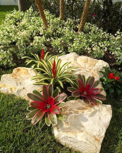 Bromeliads Garden, Bromeliads Landscaping, Kolam Air, Tropical Landscape Design, Natural Landscaping, Tropical Garden Design, Front Garden Landscape, Rock Garden Design, Front Yard Garden Design