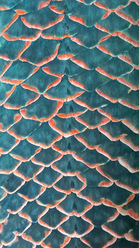 Color Study, Types Of Fish, Fish Scale, Fish Scales, Color Studies, New Instagram, Scales, Contemporary Rug, Sustainability