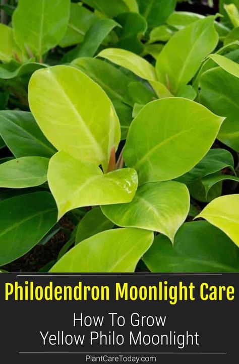 Philodendron 'Moonlight' is a popular, easy-care patented Philodendron variety. A shrub-like, low growing tropical with light green leaves. New foliage opens a bright chartreuse yellow lime green color Philodendron Care, Green Backyard, Philodendron Plant, Gardening 101, Indoor Plant Care, Summer Plants, House Plant Care, Garden Landscape Design, House Plants Indoor