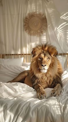 Gold Lion Aesthetic, Leon Aesthetic, Aesthetic Lion, Lion Aesthetic, Lion Wallpaper Iphone, Old Lion, Safari Photography, Lion Family, Lion Photography