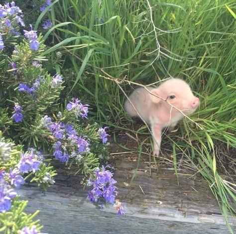 🌿🌼🧺 on Twitter: "https://t.co/CRycNgtZ1v" / Twitter Micro Pigs, Teacup Pigs, Cute Piglets, Showing Livestock, Mini Pigs, Pig Farming, Cute Piggies, Pet Pigs, Exotic Fish