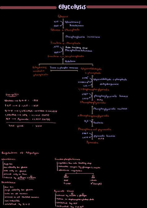 Glycolysis Notes, Glycolysis Pathways, Carbohydrate Metabolism, Biochemistry Notes, Study Stuff, Digital Notes, Chemistry Lessons, Biology Notes, School Study