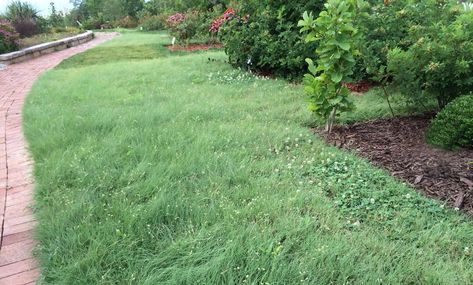 Would you like a lawn that doesn’t require fertilizer, pesticides, or frequent mowing? Buffalo Grass offers a low-resource alternative to traditional turf grass. Bouteloua dactyloides (Buffalo Grass) spreads quickly by rhizomes to form a dense carpet. Fine-textured, gray-green to blue-green foliage grows 10-12 inches long but curls and drapes over for a shorter appearance. Texas Lawn Alternatives, Buffalo Grass Landscaping, Buffalo Grass Lawn, Alternative Lawns, Zero Scaping, Landscape Privacy, Slope Garden, Colorado Landscaping, Lawn Alternative