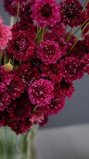 Scabiosa | Flowers Scabiosa Flower Arrangement, Raspberry Scabiosa, Scabiosa Bouquet, Burgundy Scabiosa, Scabiosa Flower, Solarium Ideas, Maroon Flowers, Pink Bed, Missoula Montana