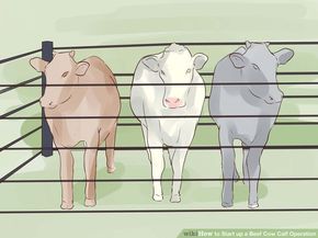 How to Start up a Beef Cow Calf Operation: 10 Steps Miniature Cattle, Beef Farming, Miniature Farm, Miniature Cows, Cattle Barn, Raising Cattle, Beef Cow, Raising Farm Animals, Small Farms