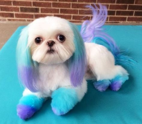 Lhasa Dog, Dog Hair Dye, Dog Dye, Grooming Ideas, Perro Shih Tzu, Dog Grooming Styles, Shih Tzu Grooming, Creative Grooming, Poodle Grooming