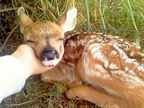 lily evans Cute Nature, Baby Deer, We Heart It, Deer, Lost, Twitter, Nature