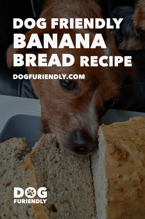 This easy to make delicious dog Banana Bread cake is both simple to make and drool-worthy for your dogs.

Recipe: Banana Bread
Ingredients
– 350g self-raising wholemeal flour
– 2 eggs
– 1 ripe banana
– 2 tsp honey
– 1 tbsp cinnamon
– 125ml coconut/almond milk
– Coconut oil for greasing

For the full recipe, visit our website! Recipe Banana Bread, Banana Bread Cake, Banana Bread Ingredients, Recipe Banana, Coconut Almond, Bread Ingredients, Banana Bread Recipe, Sausage Rolls, Bread Cake