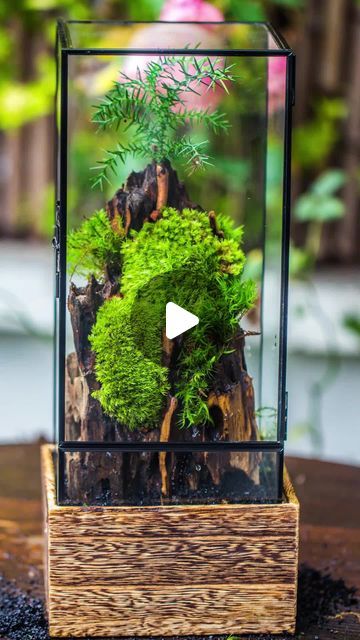 Come and explore nature as you have never before at Fern! Landscape Diy, Terrarium Ideas, Bonsai Styles, Forest Plants, Moss Terrarium, Moss Garden, Bonsai Art, Micro Landscape, Nature Forest