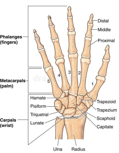 Hand bones. Drawing of the bones of the hand, with labels , #Ad, #bones, #Hand, #Drawing, #labels, #hand #ad Bone Hand Reference, Bones Of The Hand And Wrist, Bones Of Hand Anatomy, Bones Of The Hand Anatomy, Wrist Bones Anatomy, Hand Bone Anatomy, Bones Of The Hand, Wrist Anatomy, Forearm Bones