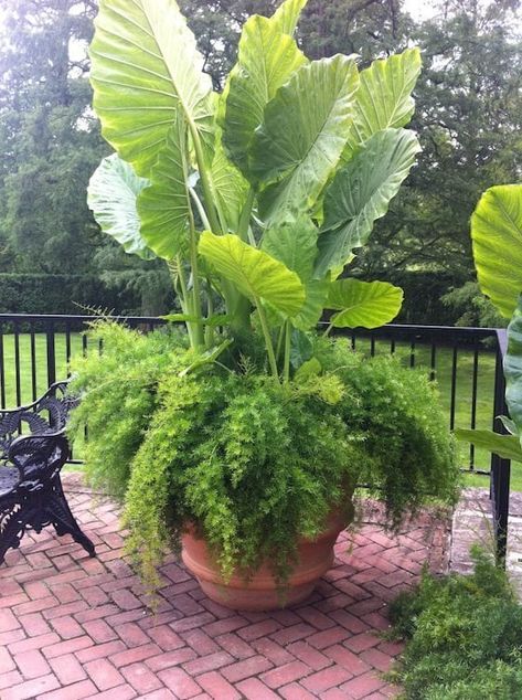 Bar Pallet, Clay Garden, Elephant Ear Plant, Container Garden Design, Asparagus Fern, Container Gardening Flowers, Longwood Gardens, Pallet Garden, Unusual Plants