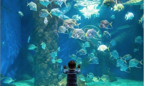 Your Whole Family Will Love A Trip To The Virginia Aquarium With Over 10,000 Colorful Fish Virginia Travel, Virginia Is For Lovers, Marine Conservation, Aquatic Animals, Colorful Fish, Family Outing, Ocean Life, Virginia Beach, Travel With Kids