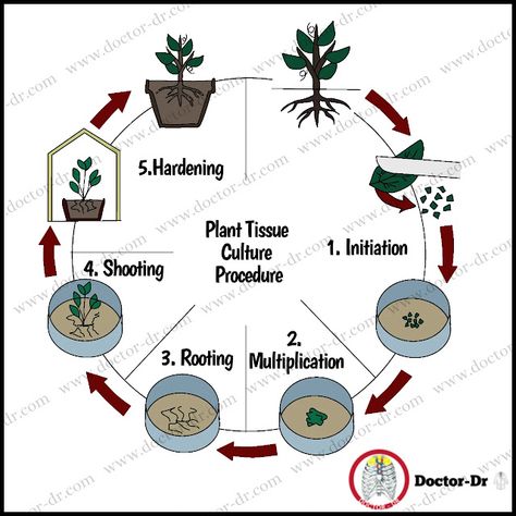 A Step-by-Step Guide to Cultivating Plants in a Controlled Environment. From the selection and surface sterilization of explants to the initiation of culture, shoot and root formation, and the final hardening process, explore each crucial step involved in successfully propagating plants through tissue culture. Join us as we demystify this fascinating technique and uncover its immense potential for plant propagation and genetic transformation. Plant Tissue Notes, Morphology Of Flowering Plants Notes For Neet, Plant Tissue Diagram, Transport In Plants Biology Notes, Plant Systems Biology, Bond Paper Design, Plant Tissue, Science Notes, Teaching Biology