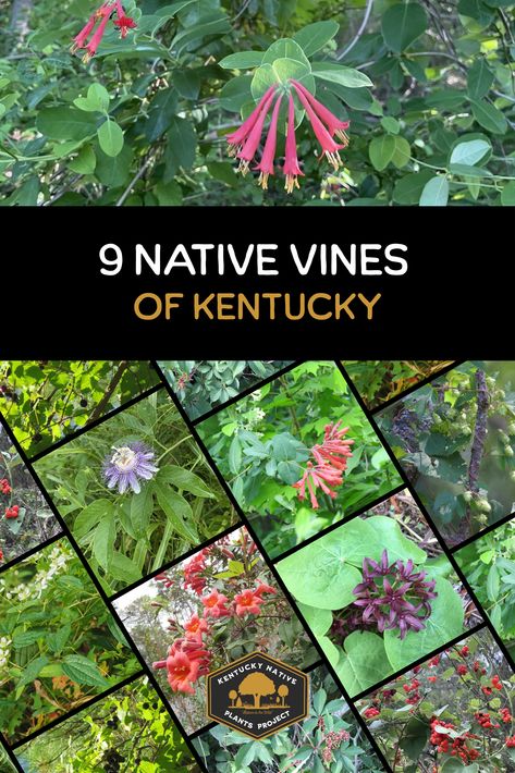 native vines of kentucky Kentucky Native Plants, Muscadine Vine, Native Landscaping, Mother Nature Tattoos, Kentucky Travel, Native Plant Gardening, Butterfly Plants, Plant Projects, Trellis Plants