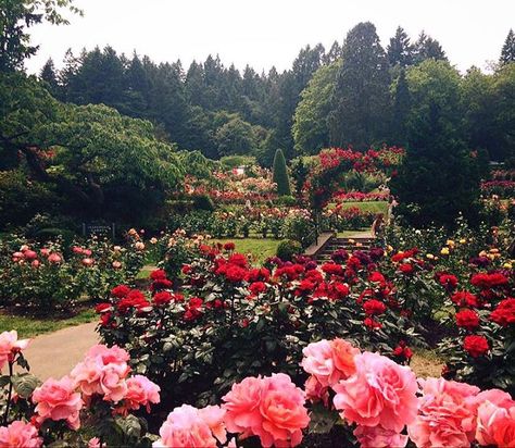 The Rose Test Gardens, Portland, OR   /   rt Cheap Garden Ideas, Rose Garden Landscape, Cheap Garden, Nothing Gold Can Stay, Oregon Road Trip, Right Angle Weave, Garden Quotes, Flower Landscape, Spring Beauty